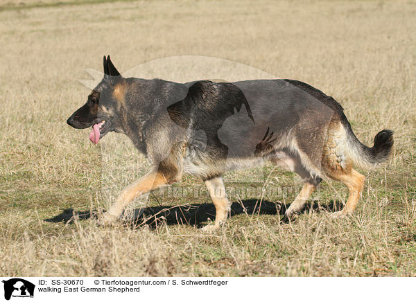 laufender Deutscher Schferhund DDR / walking East German Shepherd / SS-30670
