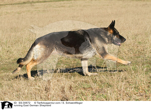 rennender Deutscher Schferhund DDR / running East German Shepherd / SS-30672