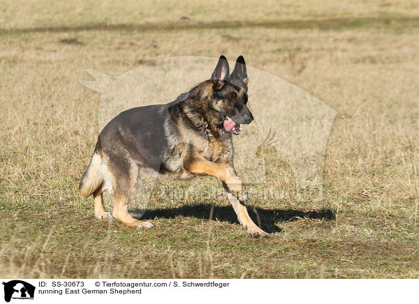 rennender Deutscher Schferhund DDR / running East German Shepherd / SS-30673