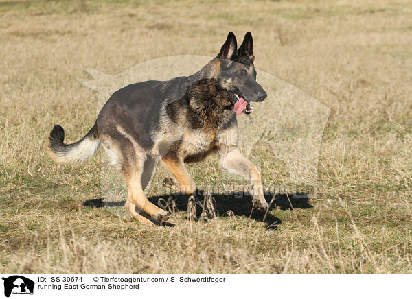 rennender Deutscher Schferhund DDR / running East German Shepherd / SS-30674