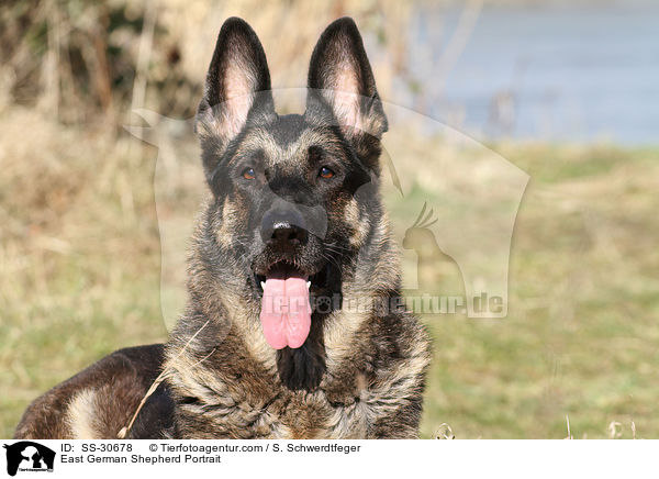 Deutscher Schferhund DDR Portrait / East German Shepherd Portrait / SS-30678