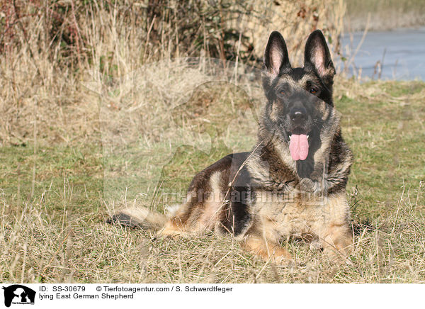 liegender Deutscher Schferhund DDR / lying East German Shepherd / SS-30679