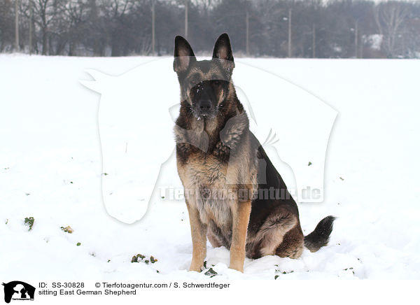 sitzender Deutscher Schferhund DDR / sitting East German Shepherd / SS-30828
