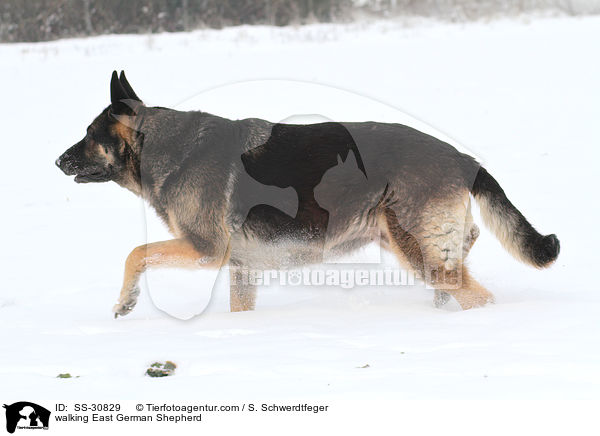 laufender Deutscher Schferhund DDR / walking East German Shepherd / SS-30829