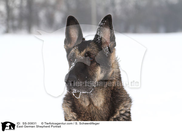 Deutscher Schferhund DDR Portrait / East German Shepherd Portrait / SS-30831