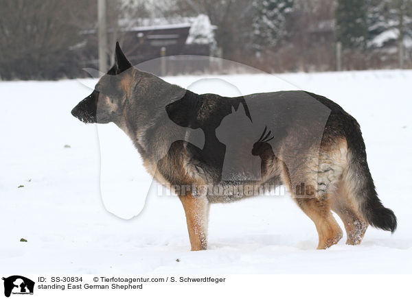 stehender Deutscher Schferhund DDR / standing East German Shepherd / SS-30834