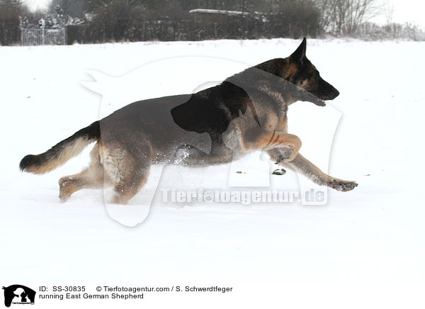 rennender Deutscher Schferhund DDR / running East German Shepherd / SS-30835