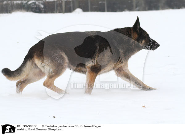 laufender Deutscher Schferhund DDR / walking East German Shepherd / SS-30836