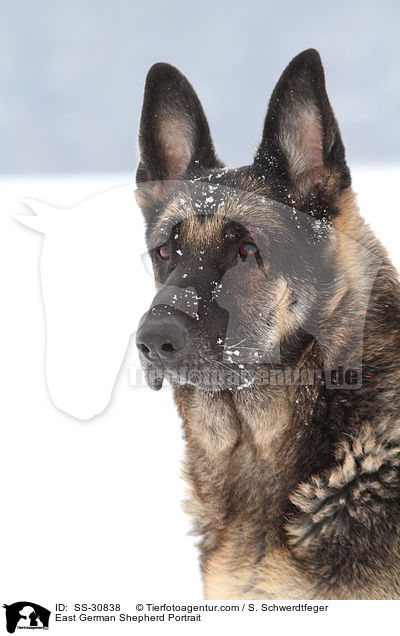 Deutscher Schferhund DDR Portrait / East German Shepherd Portrait / SS-30838