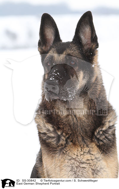 Deutscher Schferhund DDR Portrait / East German Shepherd Portrait / SS-30842