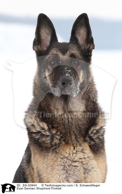 Deutscher Schferhund DDR Portrait / East German Shepherd Portrait / SS-30844