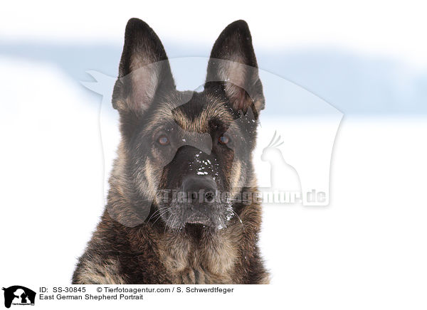 Deutscher Schferhund DDR Portrait / East German Shepherd Portrait / SS-30845