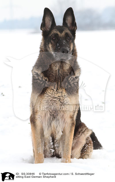 sitzender Deutscher Schferhund DDR / sitting East German Shepherd / SS-30846