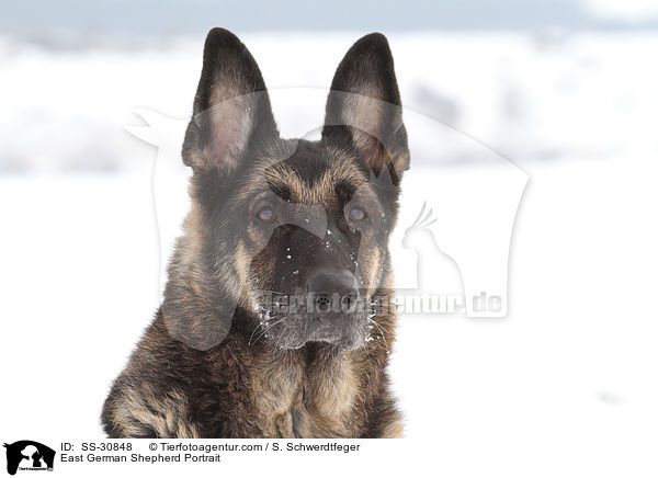 Deutscher Schferhund DDR Portrait / East German Shepherd Portrait / SS-30848