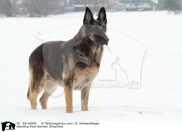stehender Deutscher Schferhund DDR / standing East German Shepherd / SS-30850