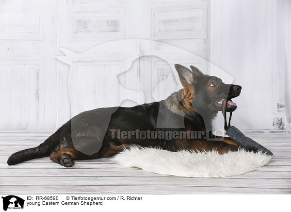 junger Deutscher Schferhund DDR / young Eastern German Shepherd / RR-68590