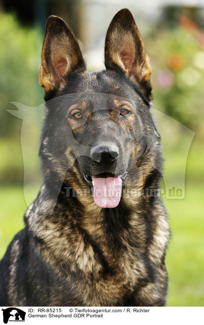 Deutscher Schferhund DDR Portrait / German Shepherd GDR Portrait / RR-85215