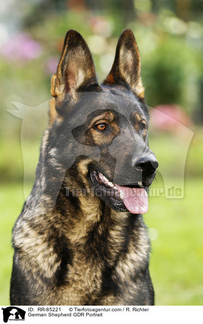 Deutscher Schferhund DDR Portrait / German Shepherd GDR Portrait / RR-85221