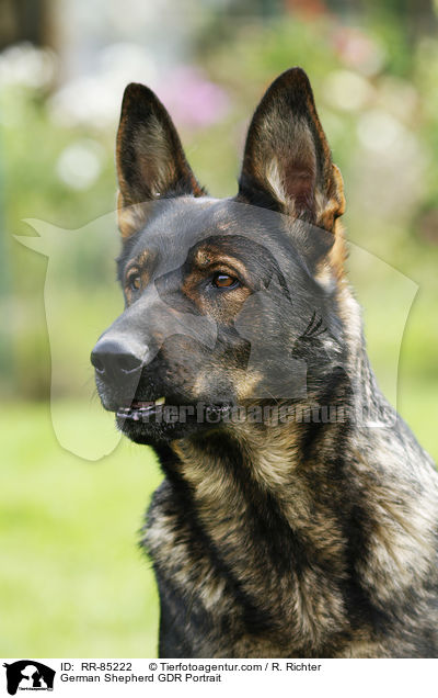 Deutscher Schferhund DDR Portrait / German Shepherd GDR Portrait / RR-85222