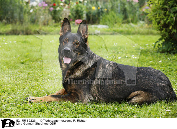 liegender Deutscher Schferhund DDR / lying German Shepherd GDR / RR-85226