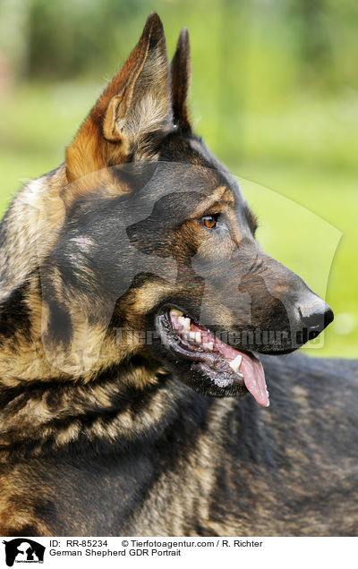 Deutscher Schferhund DDR Portrait / German Shepherd GDR Portrait / RR-85234