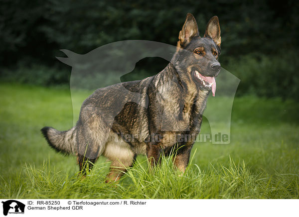 Deutscher Schferhund DDR / German Shepherd GDR / RR-85250