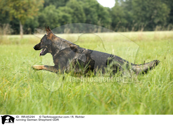 rennender Deutscher Schferhund DDR / running German Shepherd GDR / RR-85294