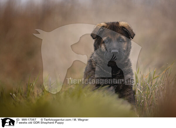 7 Wochen alter DDR Schferhund Welpe / 7 weeks old GDR Shepherd Puppy / MW-17067