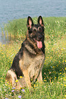 sitting East German Shepherd