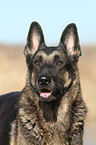 East German Shepherd Portrait