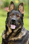 German Shepherd GDR Portrait