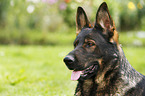 German Shepherd GDR Portrait