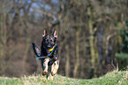 playing German Shepherd GDR