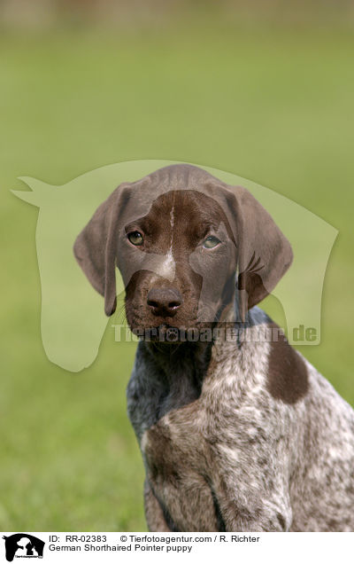 German Shorthaired Pointer puppy / RR-02383