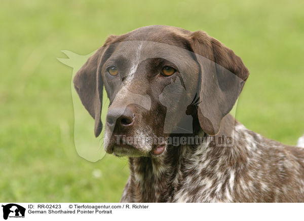 Deutsch Kurzhaar / German Shorthaired Pointer Portrait / RR-02423