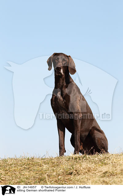 sitzender Deutsch Kurzhaar / sitting German shorthaired Pointer / JH-14857