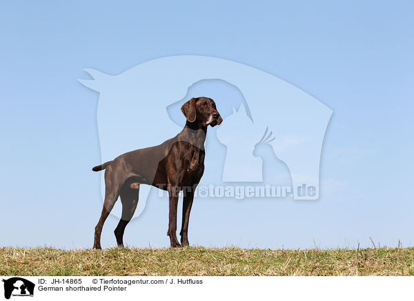 Deutsch Kurzhaar / German shorthaired Pointer / JH-14865