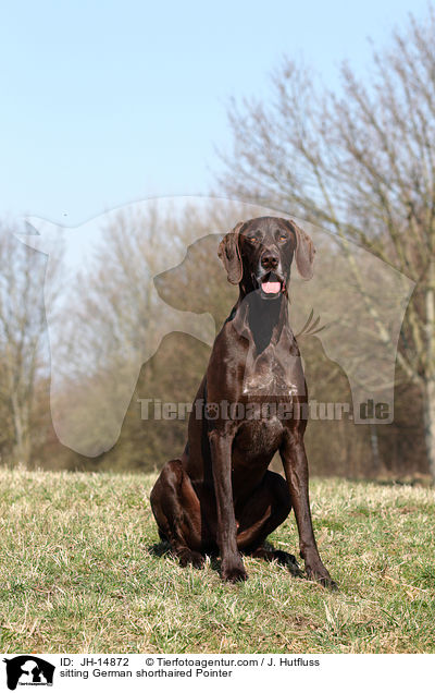 sitzender Deutsch Kurzhaar / sitting German shorthaired Pointer / JH-14872