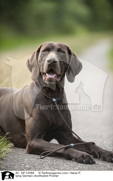 liegender Deutsch Kurzhaar / lying German shorthaired Pointer / AP-12588