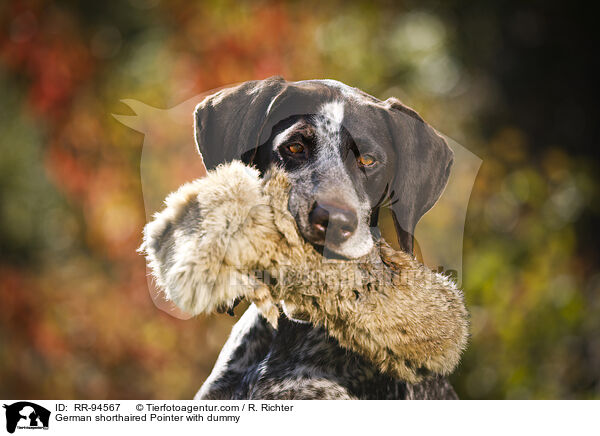 Deutsch Kurzhaar mit Dummy / German shorthaired Pointer with dummy / RR-94567