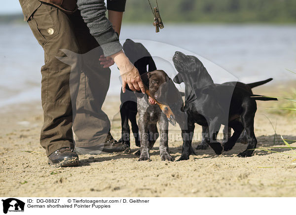 German shorthaired Pointer Puppies / DG-08827