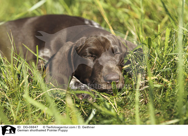 German shorthaired Pointer Puppy / DG-08847