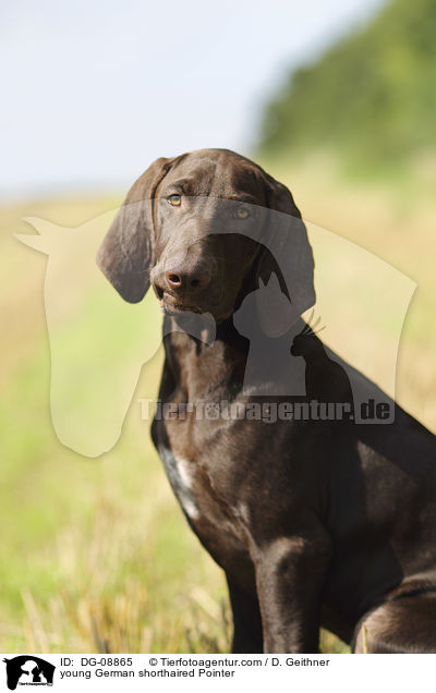 young German shorthaired Pointer / DG-08865