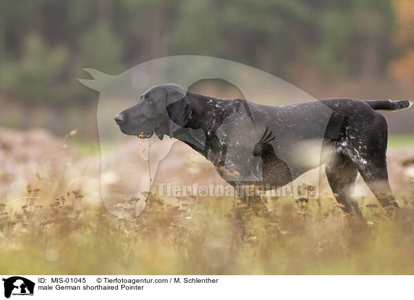 male German shorthaired Pointer / MIS-01045