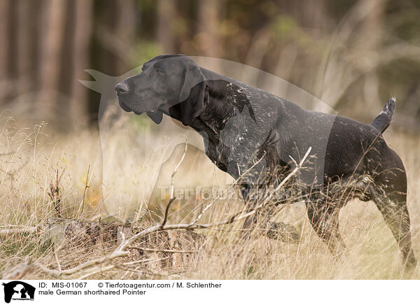 male German shorthaired Pointer / MIS-01067