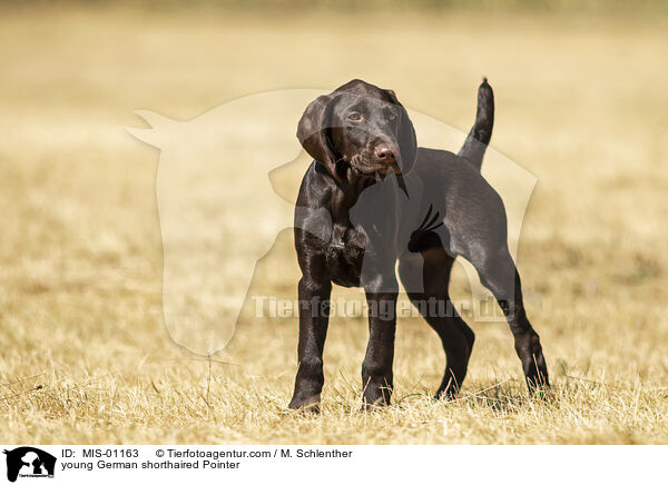 young German shorthaired Pointer / MIS-01163