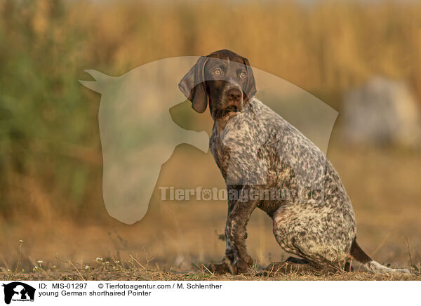 young German shorthaired Pointer / MIS-01297