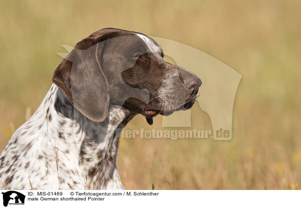 male German shorthaired Pointer / MIS-01469