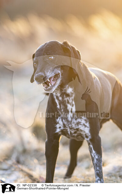 German-Shorthaired-Pointer-Mongrel / NP-02338