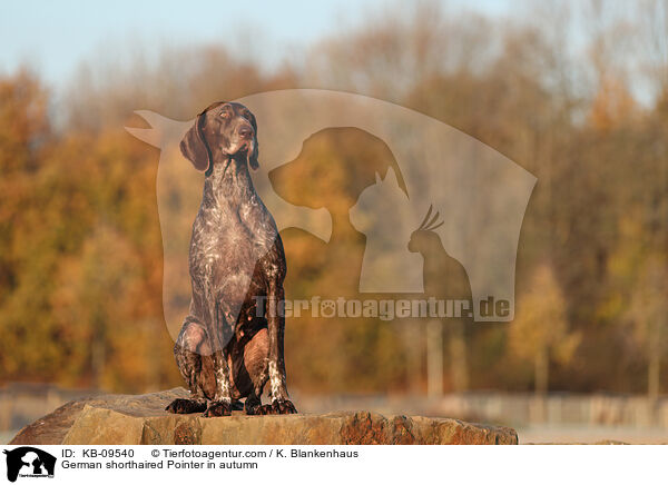 Deutsch Kurzhaar im Herbst / German shorthaired Pointer in autumn / KB-09540